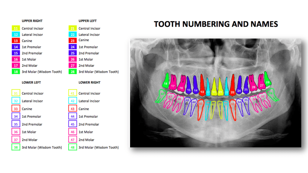 Teeth Numbers And Names A Guide To Understand The Terms