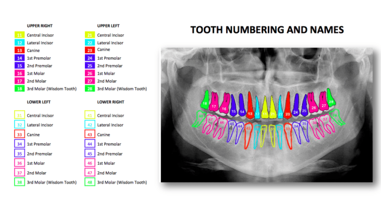 teeth-numbers-and-names-jaden-has-zamora